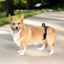 PetSafe Carelift - Tragesystem / Tragegeschirr Für Hunde -Heimtierbedarf Verkäufe solvit carelift draagsysteem voor de hond 163711 0500 none